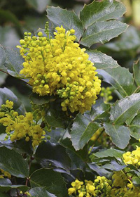 Mahonia repens 